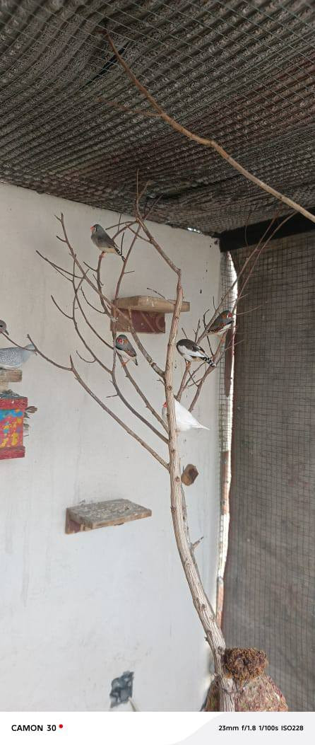 6 فناجس وبيضتين وياهن وفختية ملكية وفختيه عادية
مكاني دوانم الشرطة الخامسة يم جامع الكرطان الكبير 

***********

كلهن ب35
