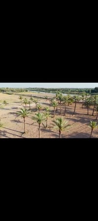 ٢٠ دونم • تطل على دجلة • طابو سند ٢٥