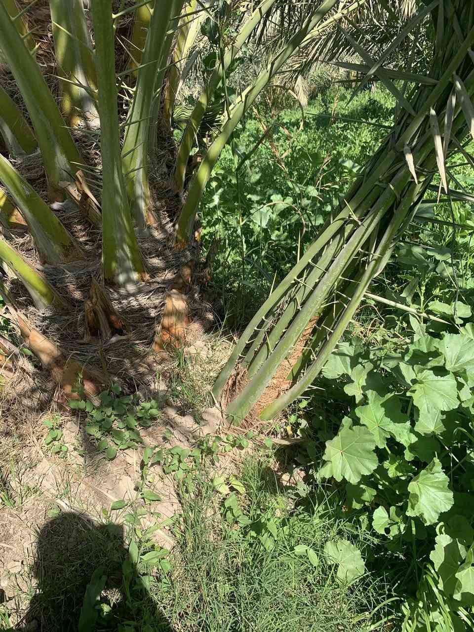 اللهم صل على محمد وآل محمد 
يتوفر لدينا فسائل البرحي النسيجي 
العنوان واسط قضاء الصويرة للاستفسار الاتصال على الارقام التاليه ***********
للعلم القلع بحضور المشتري
