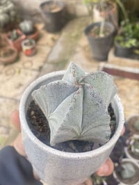 صباريات عصاري • فوق ٨سنوات • نوادر