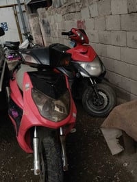 سكنس فحل للبيع فقط كفرات اصليه بس مصبوغه جماليه  140 الف صابغن بيه كلج...