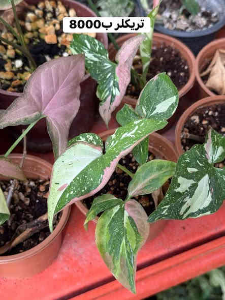 اتوفرت وجبة نباتات  نادرة ومميزة 
طبعا النوادر الي ننشرها هي  نوادر سهلة العناية 
بأرخص اسعار على مستوى العراق 
واكيد هدية مع كل طلب 🎁 
عنوان الموصل فيصلية قرب المحكمة القديمة 
متواجدون حتى ساعة 12 ليلاً 
 يوجد  لدينا توصيل لجميع المحافظات بتغليف جيد حيث يصلكم النبات مطابق للصور
***********
***********
