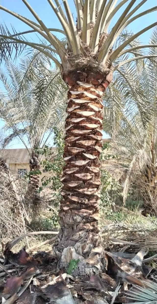 سلام عليكم اشتغل تكريب وتنضيف وتلقيح النخل وعندي منشار لتقطيع النخل والاشجار وهذا شغلي وهذا رقمي ***********
