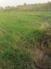 الجنابيين • دونمين • مزروعة فول