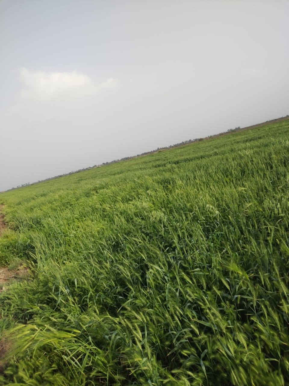 السلام عليكم 
أرض زراعية طابو زراعي سند  ٢٥ تحويل مباشر المساحه ١٠٠ دونم بيه حصه مائيه يعني بيه ماطور من نهر دجلة وقريبه على نهر دجلة والكهرباء كذالك وتبليط هم العنوان واسط قضاء الزبيديه منطقة أم سنيم 
***********
