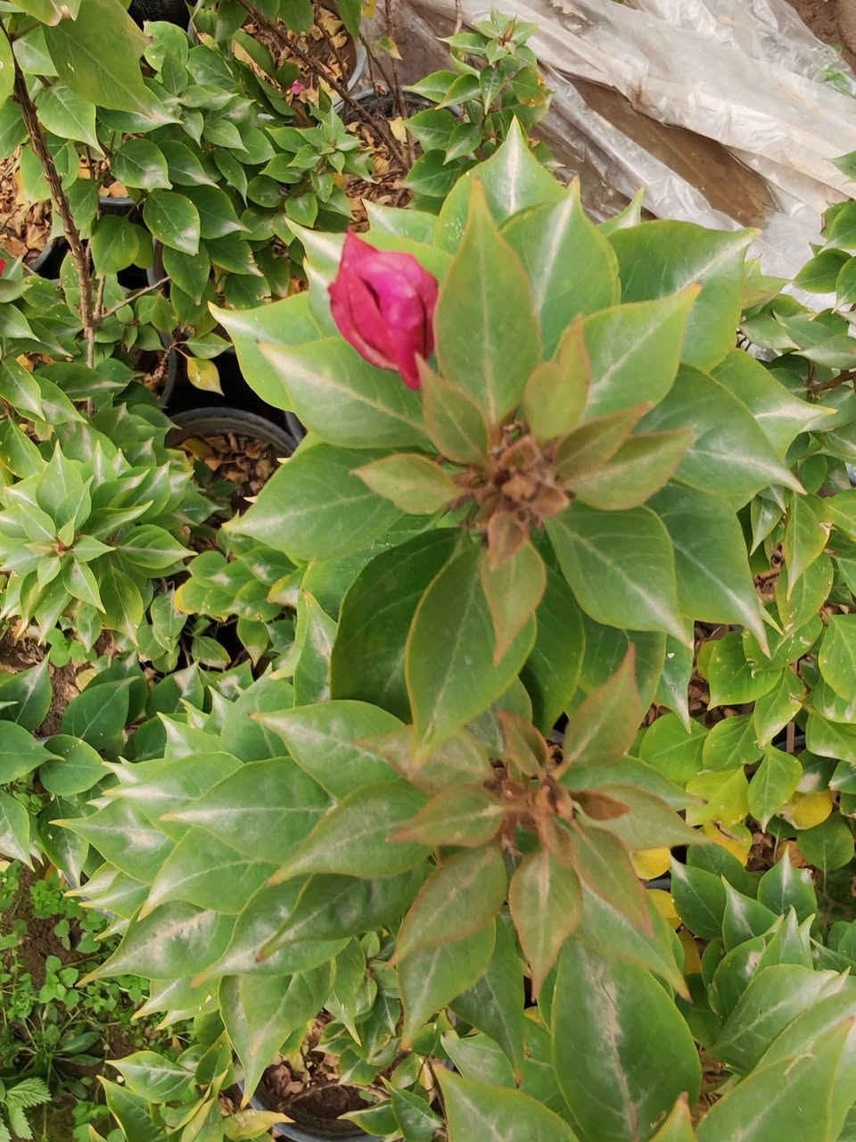 سلام عليكم ورحمة الله
متوفر نباتات 
لنكي دنيا بسندان السعر الف ونص 
شجرة التفيشيا  السعر الف ونص
جهنمية شجري قزمي السعر الف 
فيكس بنجامين اجنبي السعر الف ونص
نومي حامض عراقي حجم وسط الفين ونص
سدر حشري ب 500 دينار جملة
العنوان بغداد الكريعات 
تتوفر خدمة توصيل لاصحاب الجملة فقط
***********
