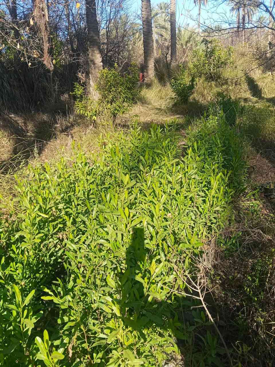 ددونيا عراقيه متر واقل 600 دينار فقط العنوان كربلاء قضاء الحسينيه منطقة الابراهيميه ***********
