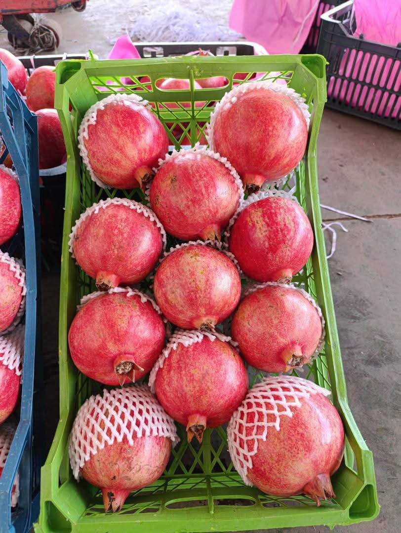 السلام عليكم
الى بكاكيل محافظة واسط الكوت بشرى سارى 
توفر زرع درجة اولر مشروط الحمار والحلا  زرع بس ايراني 
( سويت مجموعه بيها بكاكيل وتجار ومزارعين محافظة واسط https://chat.whatsapp.com/GzQWRc1RsLo5Vs3vK09P4x?mode=hq2tcla)


**إذا كنت صاحب هذا الإعلان وتريد حذفه لأي سبب، رجاءا أرسل رسالة إلى الدعم الفني**