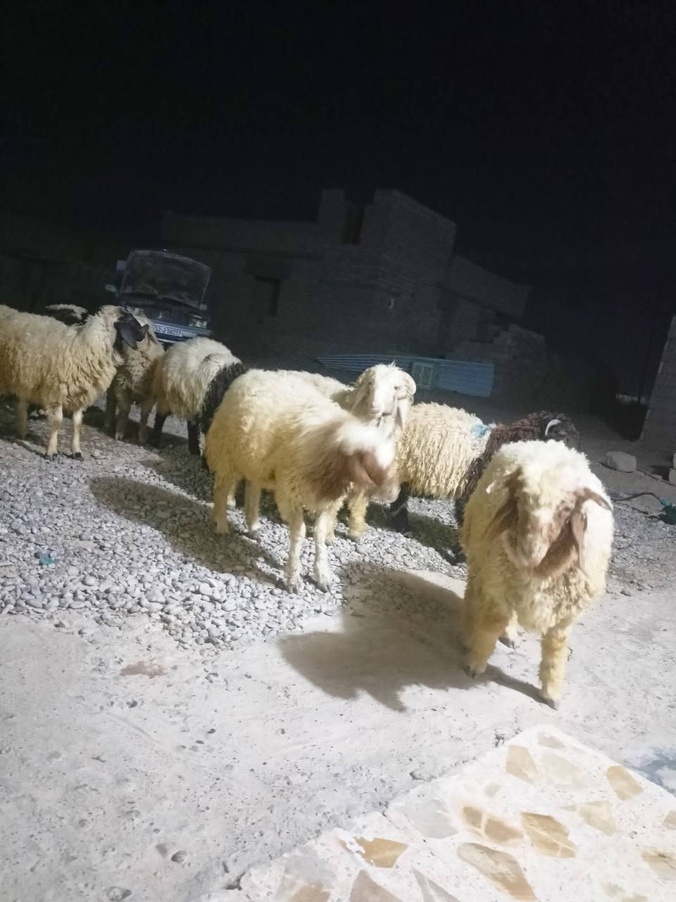 سلام وعليكم يوجد طليان قوزي لحم رقم واحد 7 طليان سعر الجوز 650 ***********

