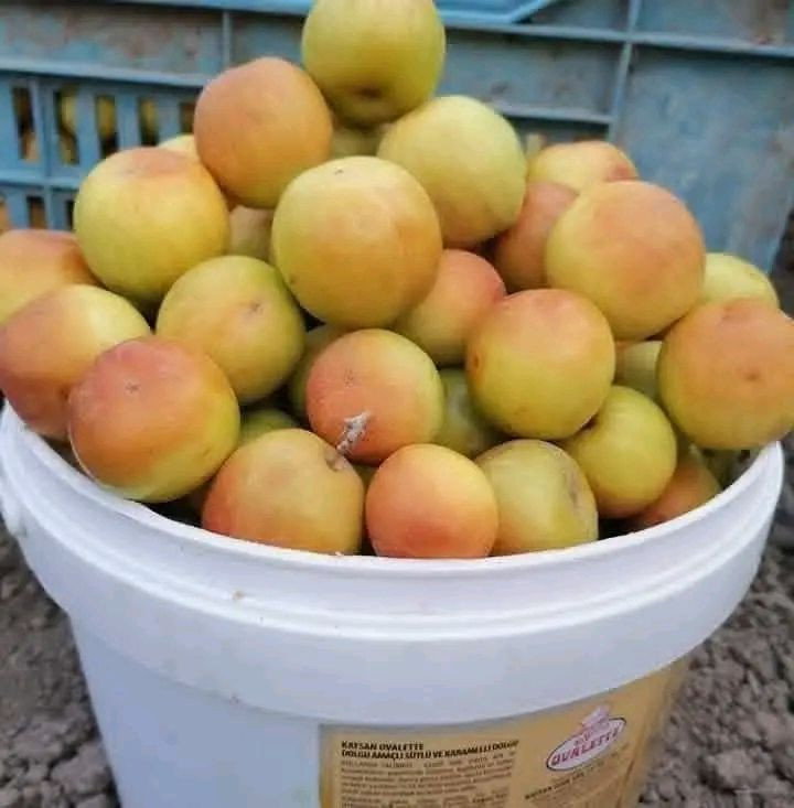 مستعدون لتطعيم اشجار السدر في محافظة الديوانيه
وبأسعار منافسة
الأنواع التفاحي والعرموطي بدون نوى وتايلندي والباكستاني وأنواع أخرى
*********** واتساب
