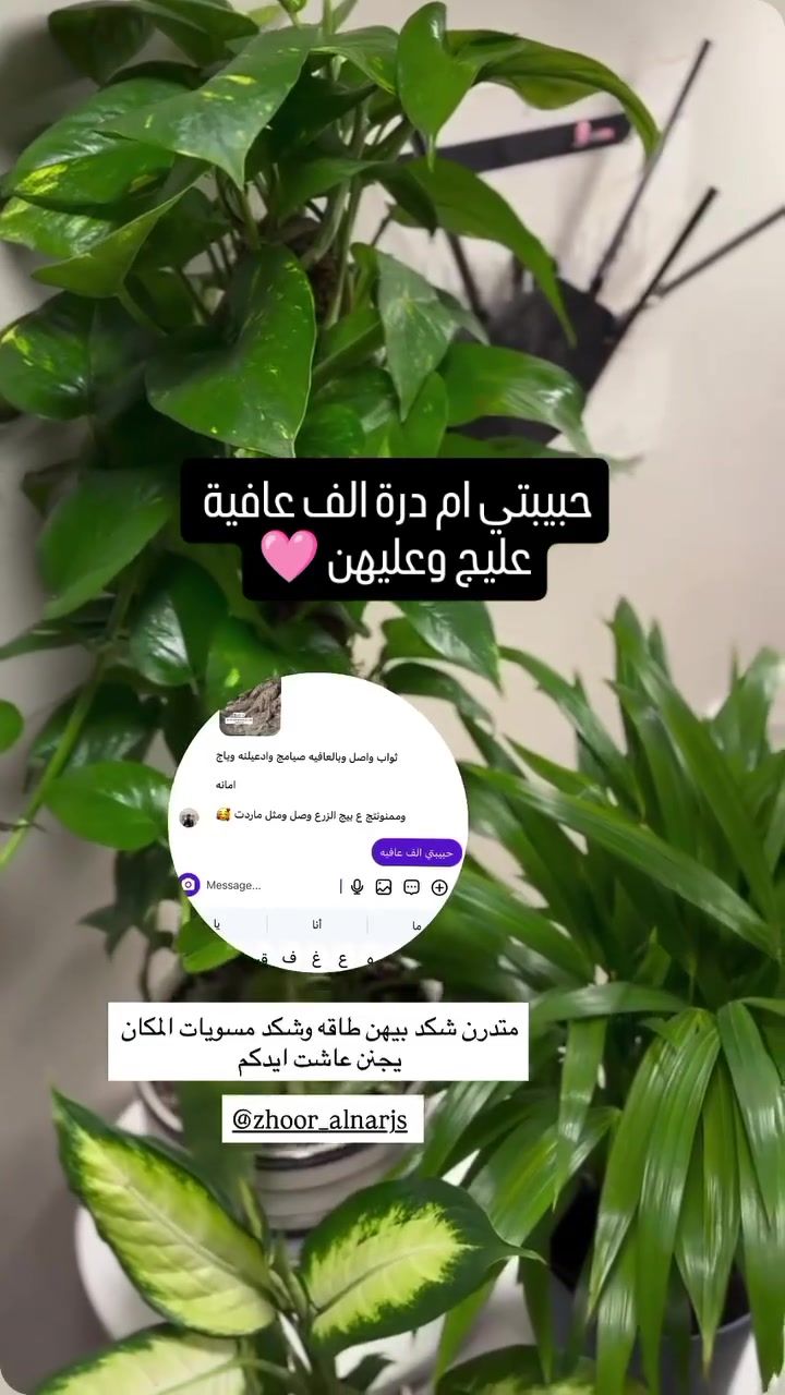 النبات في البيت مو فقط ديكور
هو احتياج نفسي ....هو طاقة كامنة في هذا المخلوق الاخضر الجميل 🌿

للحجز والاستفسار راسلونا للصفحة 🕊️ 
 #مشتل_زهور_النرجس
 #بغداد #ظليات #ديكو_منزل #ترتيب_البيت #نباتات_خضراء


**إذا كنت صاحب هذا الإعلان وتريد حذفه لأي سبب، رجاءا أرسل رسالة إلى الدعم الفني**