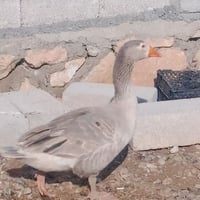 ديچ قاز • للبيع