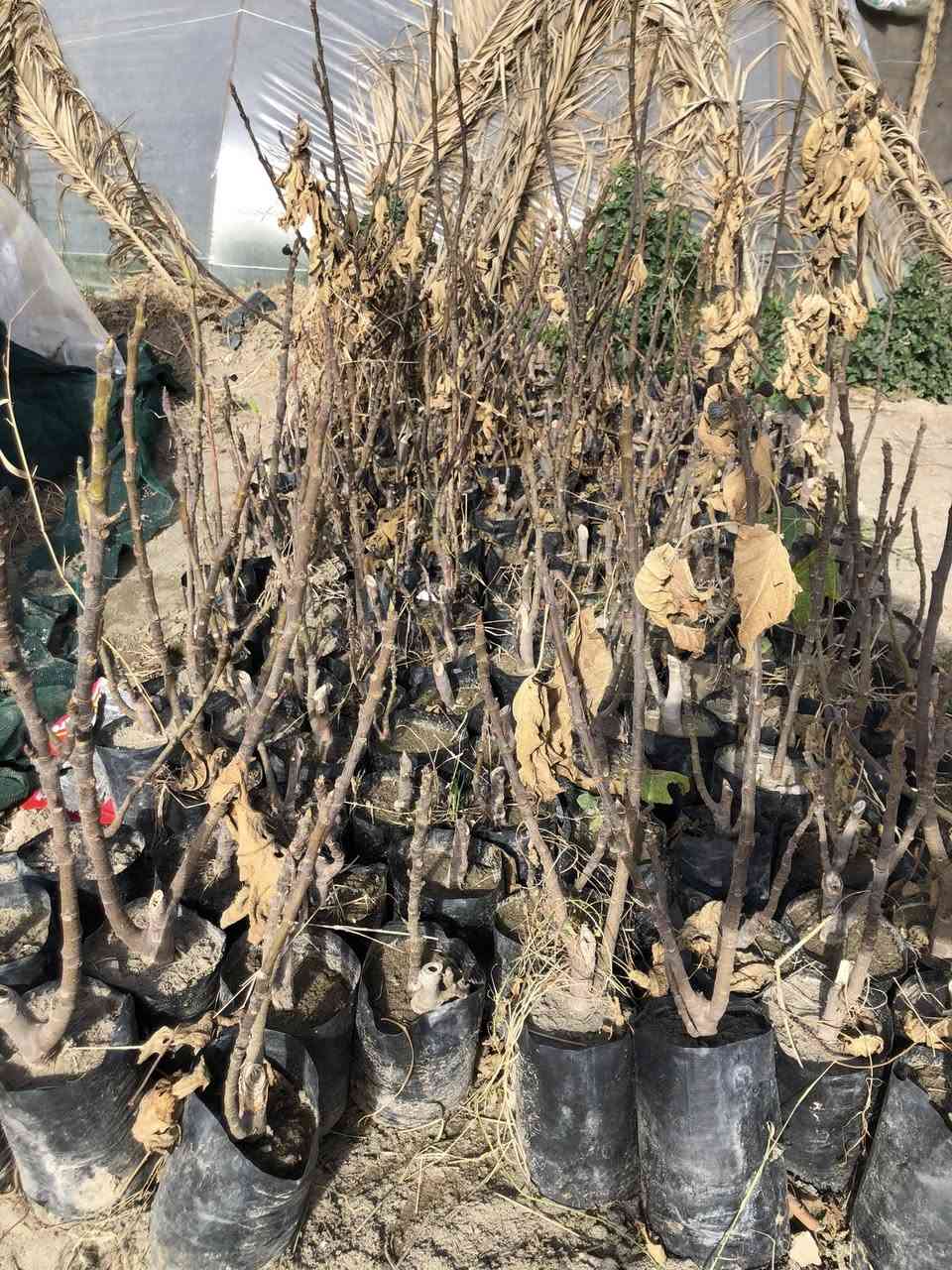 ‎تكي سلبوحي ارتفاع مترين وجوه +تين بني مسلم ارتفاع نص متر
‎تكي سلبوحي العدد 225
‎تين بني مسلم ارتفاع نص متر وجوه العدد 200
‎بسعر مناسب ، العنوان طريق حلة كفل منطقة ابو سميج ***********
