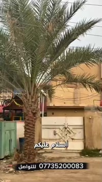 الحله سنجار • دار سكني تجاري • طابو زراعي