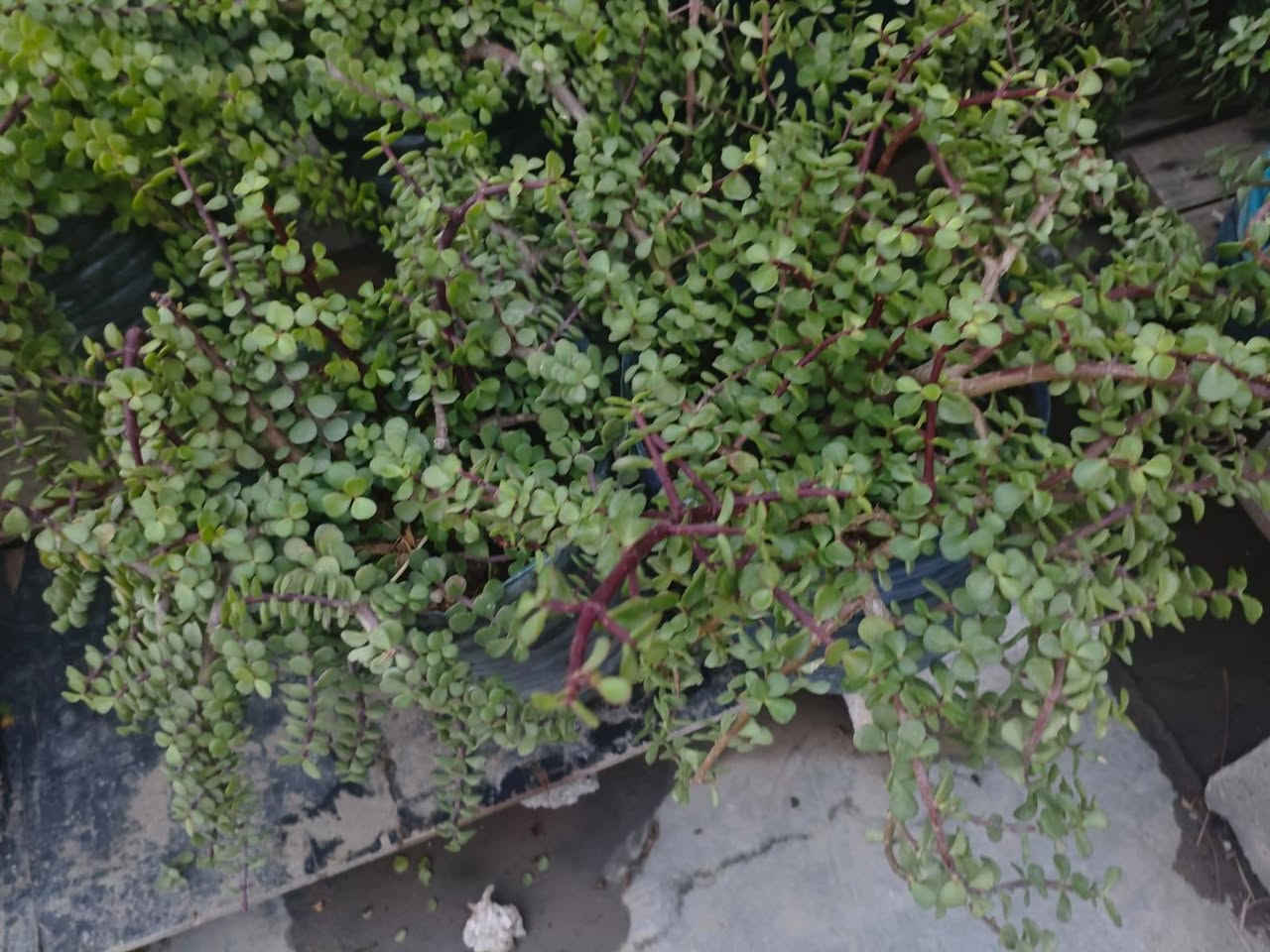 السلام عليكم زبائن الكرام اتوفر نبات دمعه الطفل أحجام وسط الزوج ب٢٥ وتك ب١٢٥٠٠ اخر ١٠ قطع قاروره مالت مي يعني دبه مو سندانه يوجد توصيل داخل بغداد بعض المناطق توصيل مجاني اخر ١٠ قطع الي ايريد ايكاثر او ايغير اسنداهن هسه وقت التكاثر وتغيير من سندانه اسندانه 🚘🚘🚘🚘🌿


**إذا كنت صاحب هذا الإعلان وتريد حذفه لأي سبب، رجاءا أرسل رسالة إلى الدعم الفني**