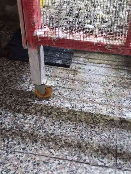 سلام عليكم قفص بلابل جديد مستخدم قليل جدا الطول مترين ونصف والعرض 80سنتيم تفصال حديد  درجه اولى السعر 300وبي مجال ***********
