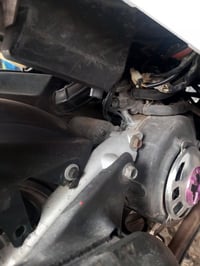 ثعلب • نضيفه • البياع