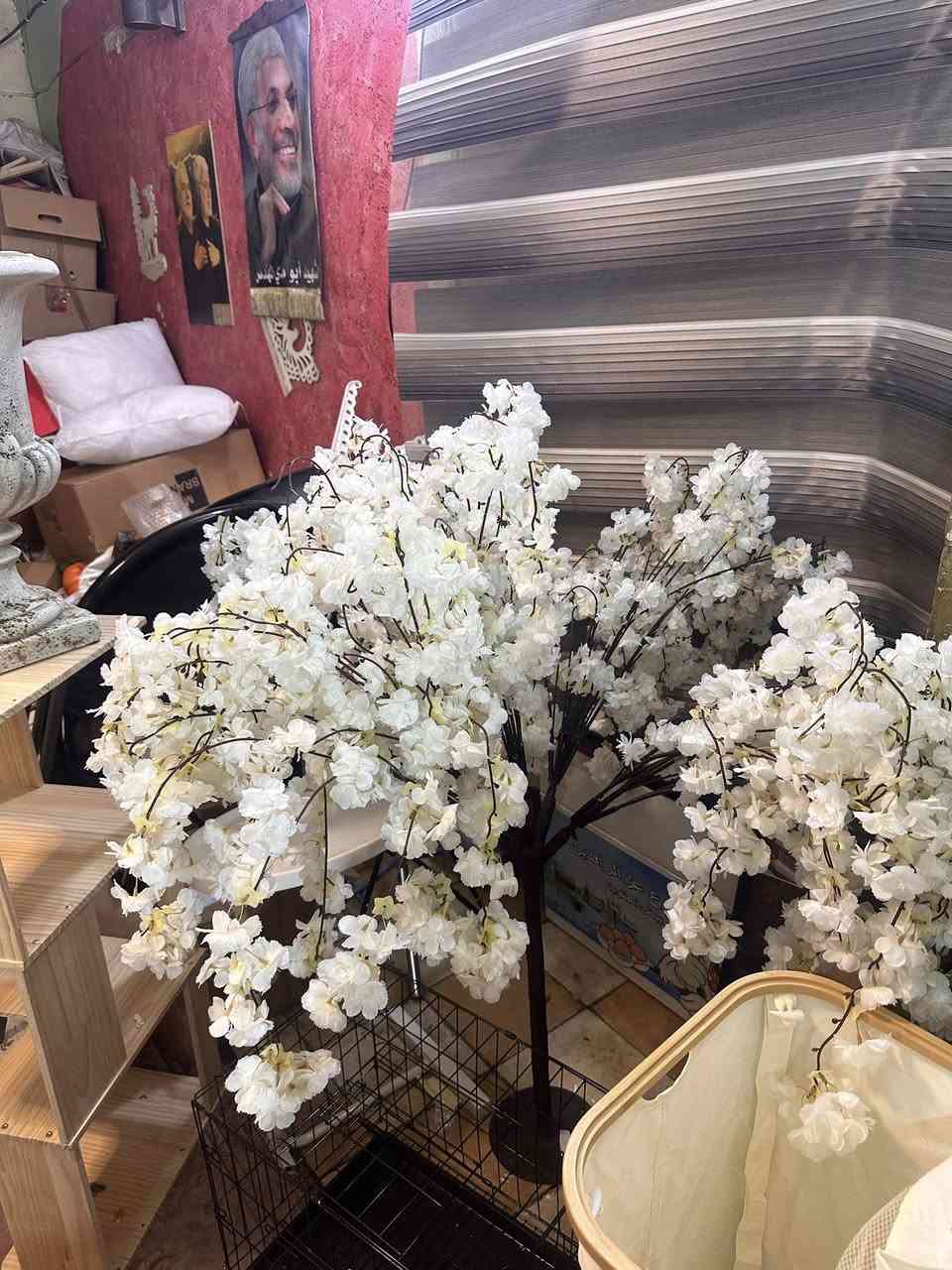 شجره جهنميه او كرز ديكور تصير وتصير الكوشات وتزين


**إذا كنت صاحب هذا الإعلان وتريد حذفه لأي سبب، رجاءا أرسل رسالة إلى الدعم الفني**