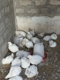 دجاج حي الزوج ب ٧٠٠٠ الاف مع التنضيف  الوزن كيلو ونص 07722423956 يوجد ...