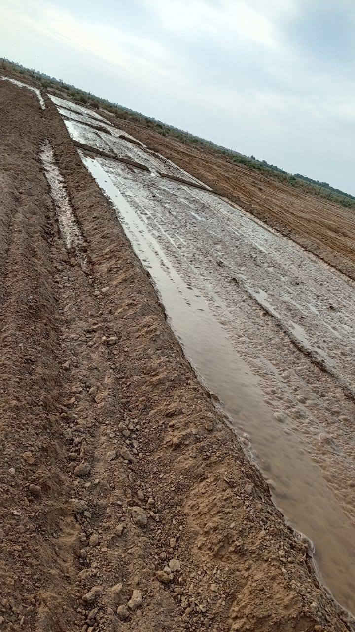 دونم طابو صرف زراعي (منطقة قصيبة)
الرقم /***********
