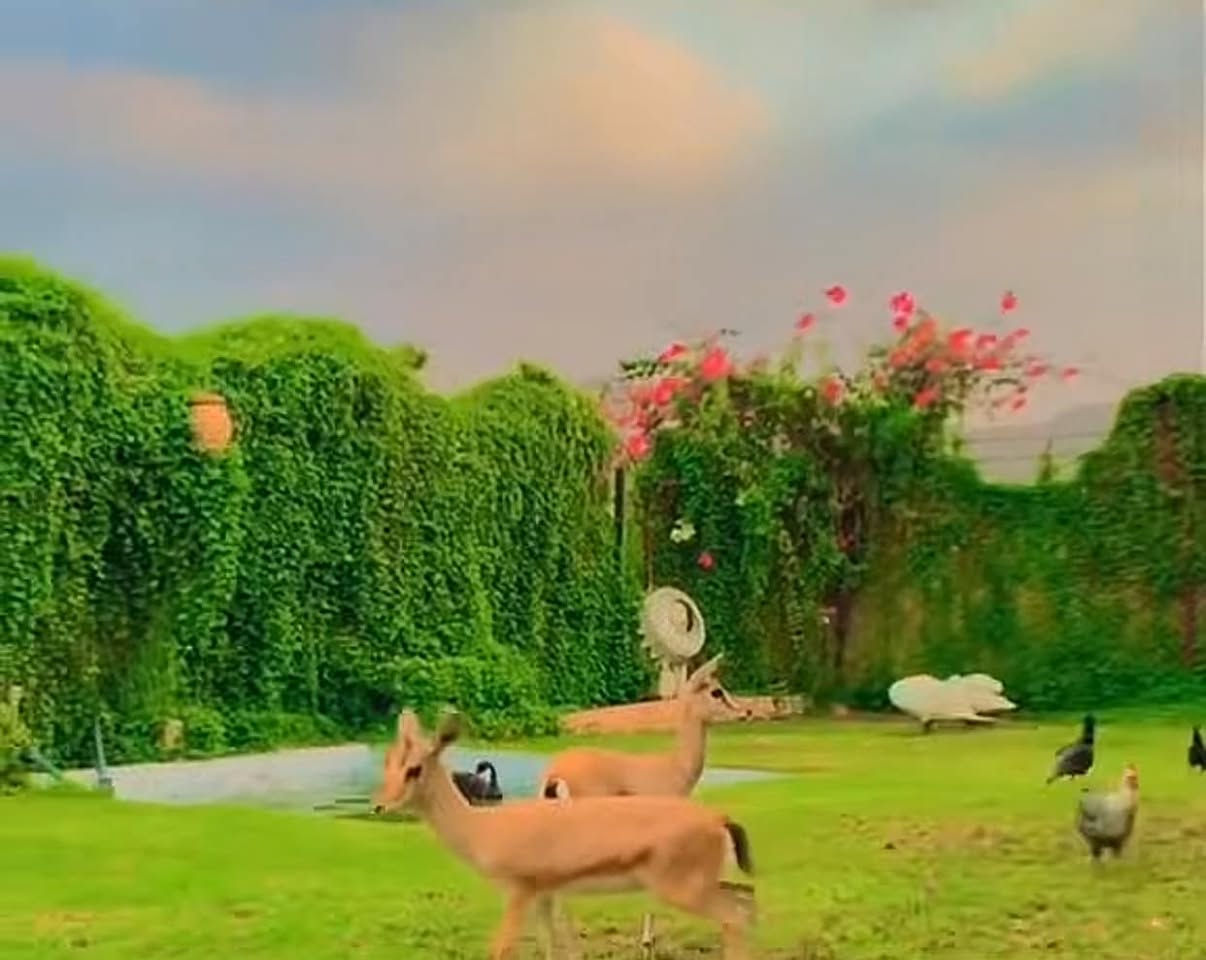 مزرعة للايجار فيها جميع الحيوانات تقريبًا واسطبل خيل


**إذا كنت صاحب هذا الإعلان وتريد حذفه لأي سبب، رجاءا أرسل رسالة إلى الدعم الفني**