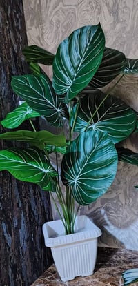 أشجار • ارتفاع عالي • أوراق زيتية