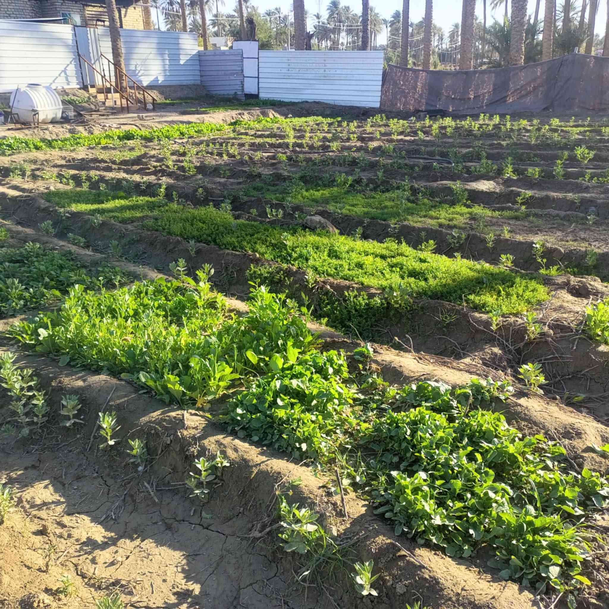 الف و 500 متر مع بيت حديث تحت البناء 220 متر طابو زراعي سند 25 تحويل بأسم المشتري
كافت الخدمات  يلعد عن شارع العام 200 متر 
العنوان طويريج الرغيله 
السعر 150 مليون مع مجال بسيط جدا ‏‪***********‬‏ فقط اتصال خاص مغلق لتعب نفسك
