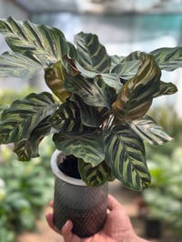 نباتات ظلية • اشجار فواكه • توصيل الصويره