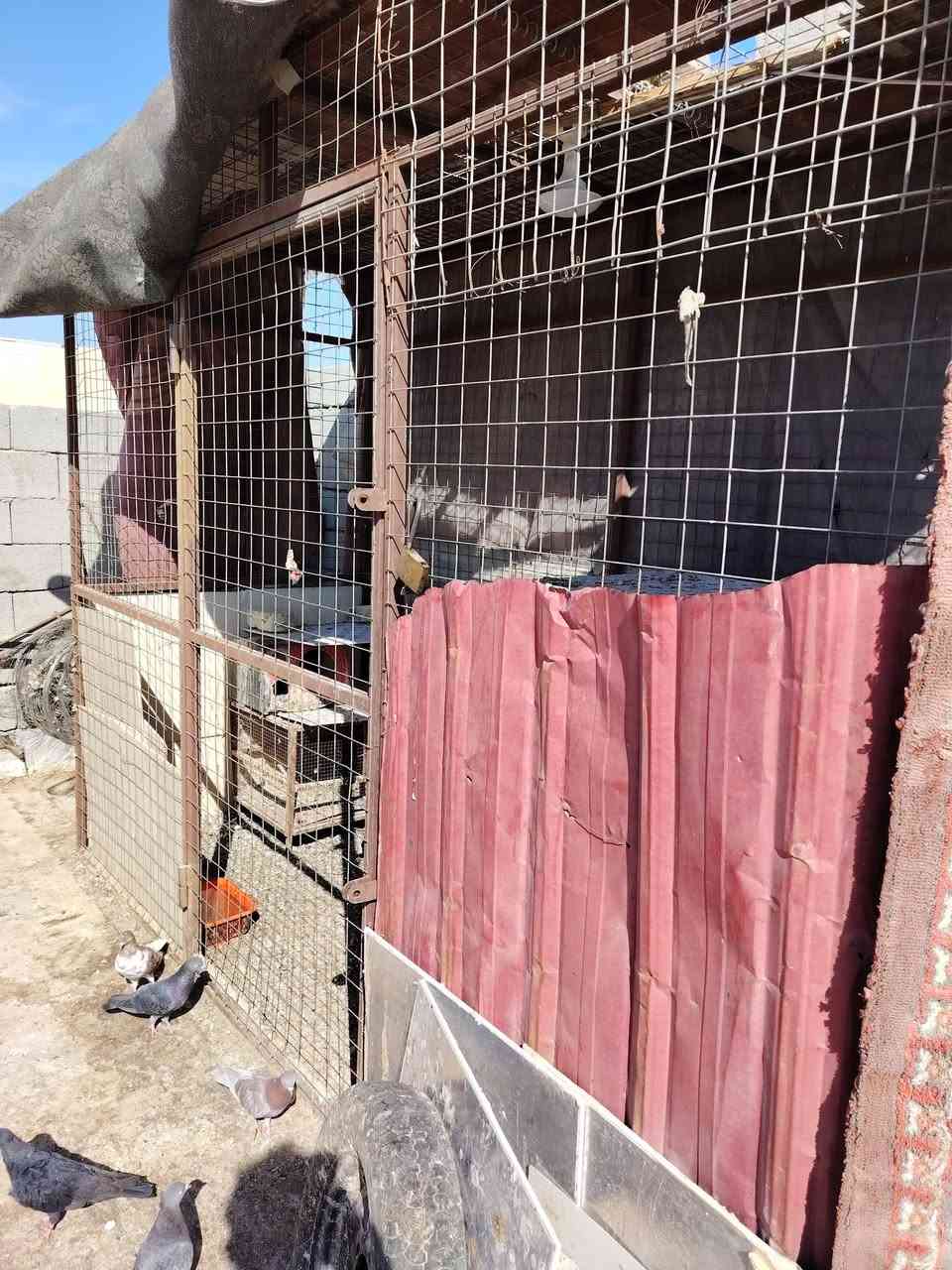 قفص للبيع تفصال شغل مرتب الطول 3 متر العرض متر ونص الارتفاع مترين ونص السعر 150 قفل مكاني جزيرة الصقر باب تحكم كله تفصال ***********
