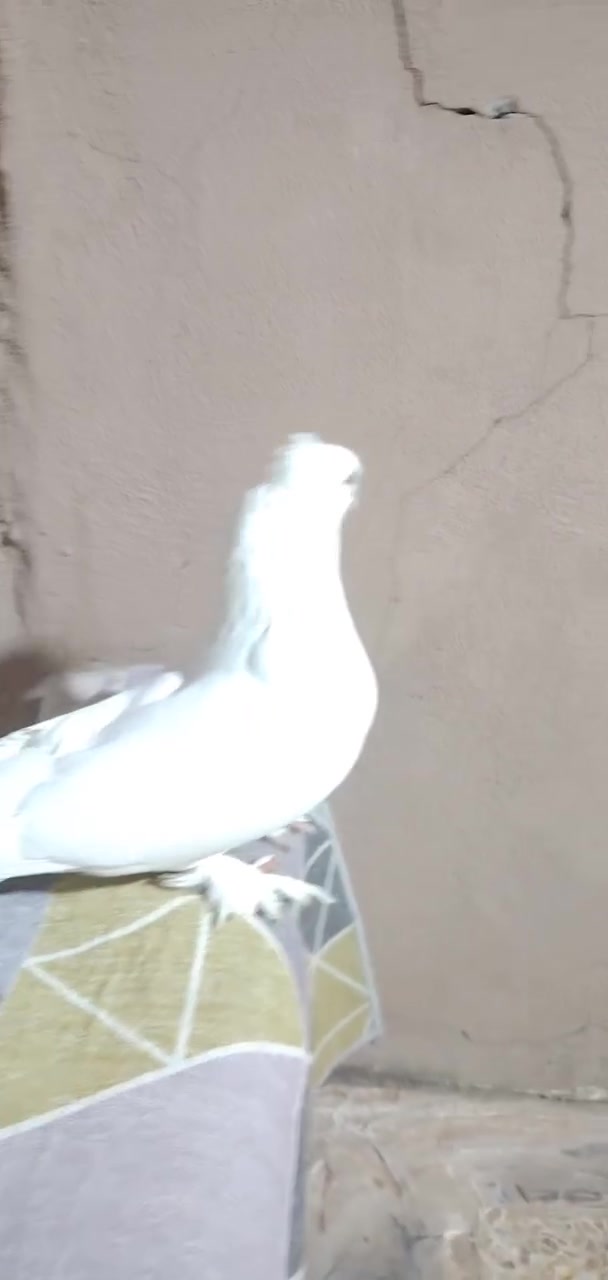نجفيات موصل حي الانتصار خلف ساحه رمل وحصو *********** بي واتساب
