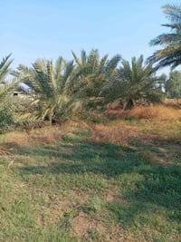 نخل أمايات • شتلات نخل • كافت الحجام