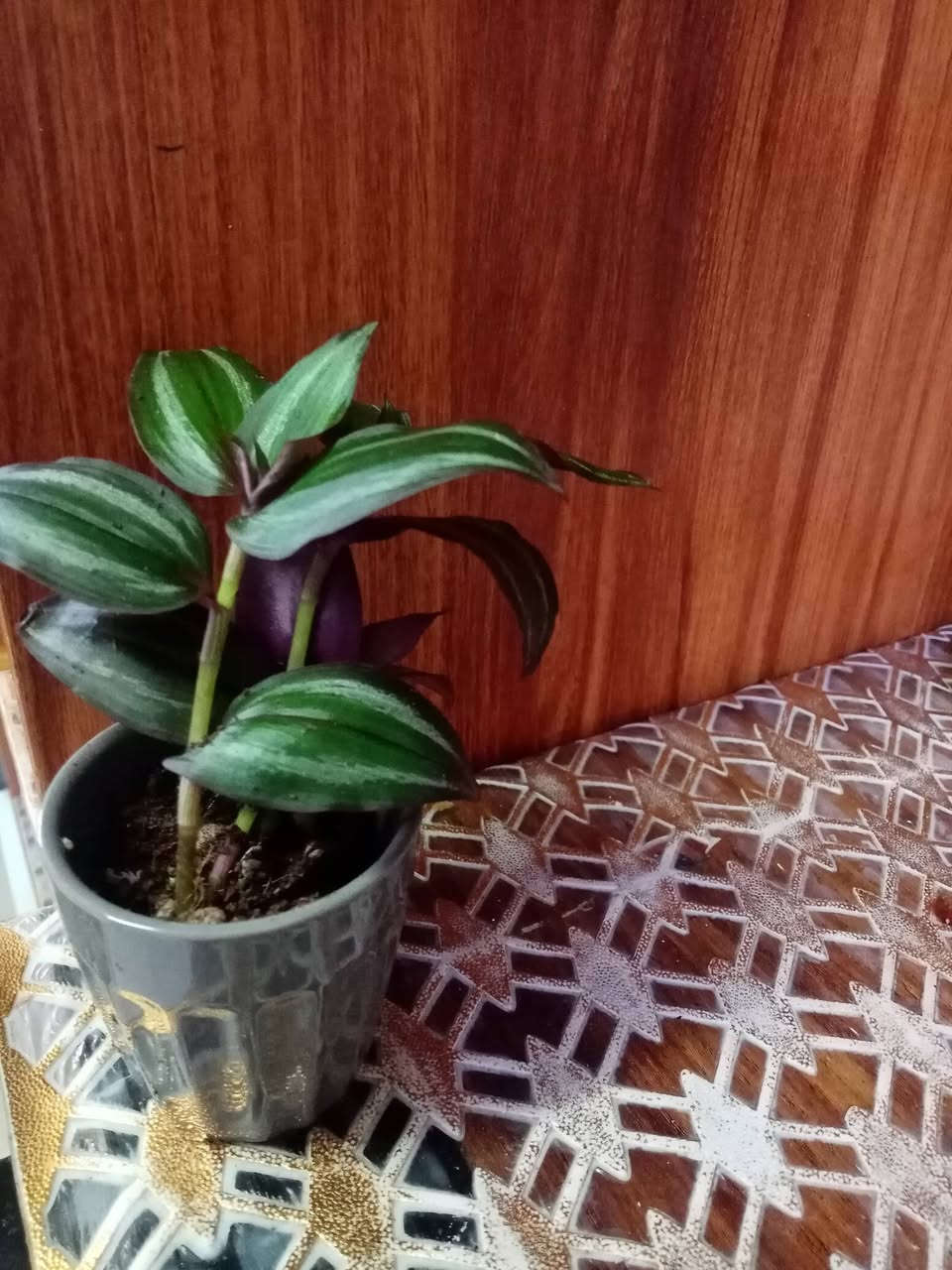 زرع طبيعي زرع طبيعي ماءي قاروره زرع بلتربه سعر حسب حجم السندانه والقاروره


**إذا كنت صاحب هذا الإعلان وتريد حذفه لأي سبب، رجاءا أرسل رسالة إلى الدعم الفني**