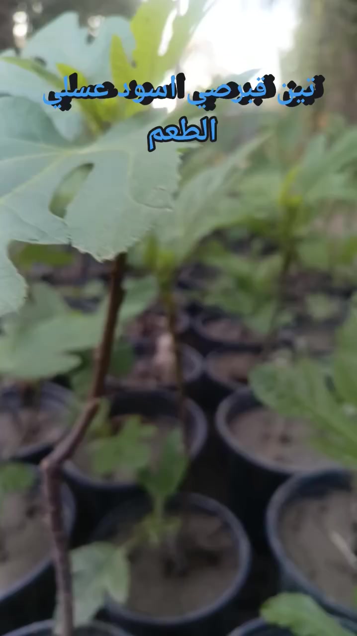 شتلات تين قبرصي اسود عسلي الطعم 
للحجز والطلب يرجى المراسلة 
توصيل فقط_  المسيب كربلاء __حله__بغداد
 @إشارة @إشارة #


**إذا كنت صاحب هذا الإعلان وتريد حذفه لأي سبب، رجاءا أرسل رسالة إلى الدعم الفني**