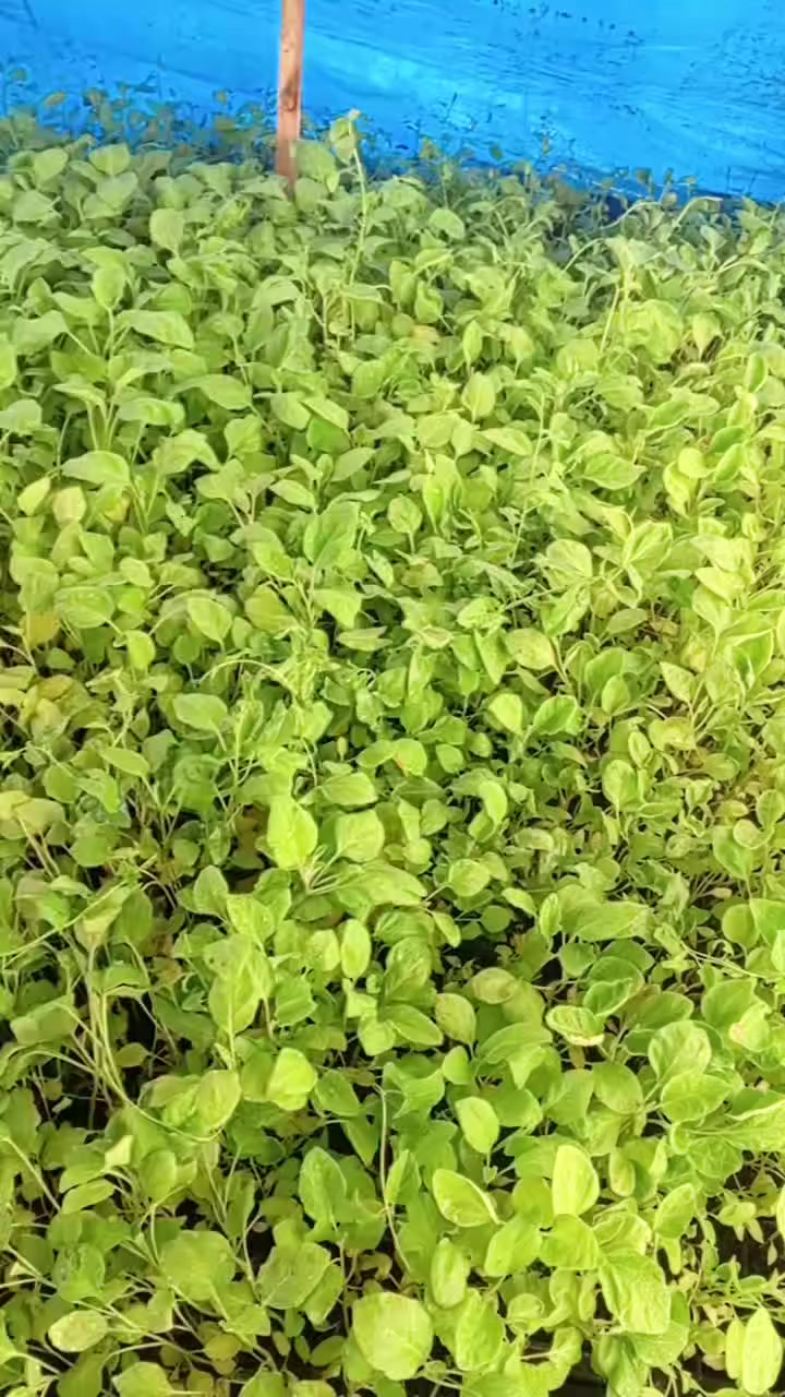 السلام عليكم شتلات للبيع فلفل عبود درجه اولى أو باذنجان ترحي درجه اولى اللي يريد يتصل على رقم ***********
