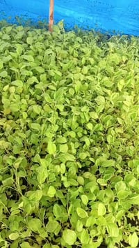 شتلات للبيع فلفل عبود درجه اولى أو باذنجان ترحي درجه اولى اللي يريد يت...