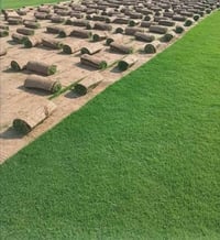 ثيل هندي • ثيل امريكي • اسعار مناسبة