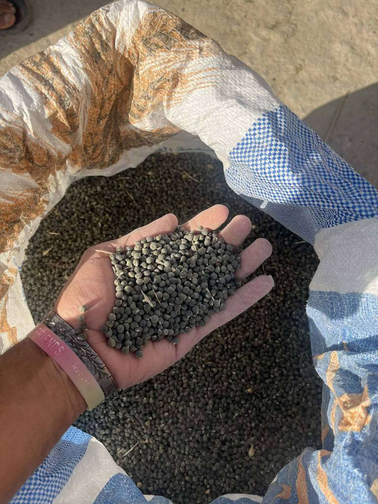 بانيا بتره درجه اولى مامحويه خليته بذور حوايه درجه اولى وهرفيه بالحواي اصل البذور من جارنه ستار الكعبي ابو فارس اتعهد بلبذور وهذا رقمي مثبت عدكم امانة الله ورسوله *********** عمارة, ميسان
