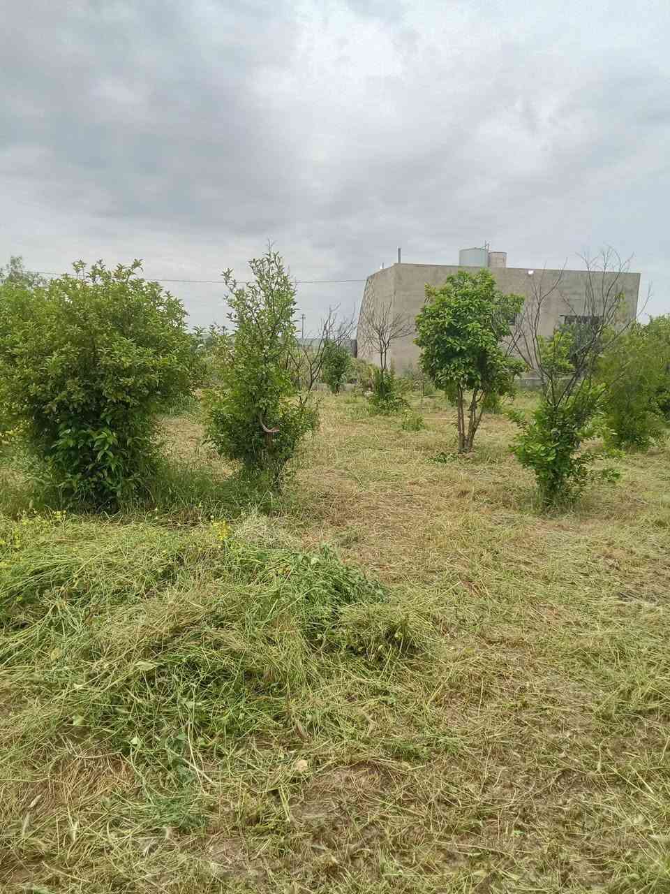 قلع دغل مزارع أو حدائق 

داخل كركوك 
تواصل على رقم ***********
