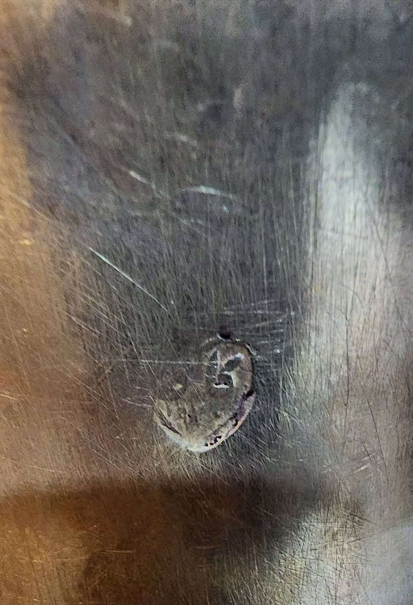 السلام عليكم
دلال عدد 2 نحاس قديم وحده ختم كاني 1920 والثانيه ختم عمل عبده الدلال نظافه تامه سعرهم 160 الف نهائي مكاني بغداد


**إذا كنت صاحب هذا الإعلان وتريد حذفه لأي سبب، رجاءا أرسل رسالة إلى الدعم الفني**