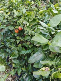 برتقال سندان عراقي ارتفاع متر ونص وفوك للاستفار اتصال على الرقم٠٧٧٠٧٧٦...