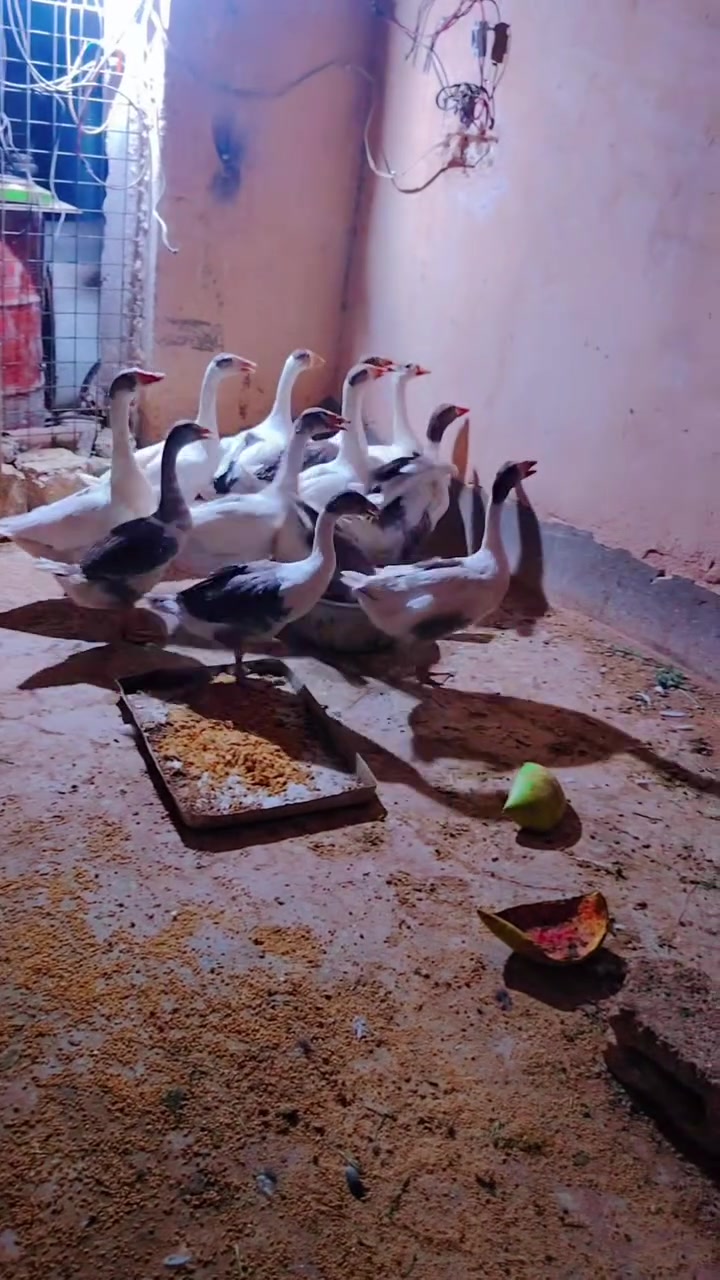 يوجد قاز للبيع حايل ومال السنه نظيفات مال جنيه مكان ناحيه العباسي
***********
