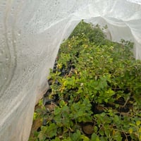 نبك تفاحي جملة بصراوي وتايلندي الرقم 07719490798