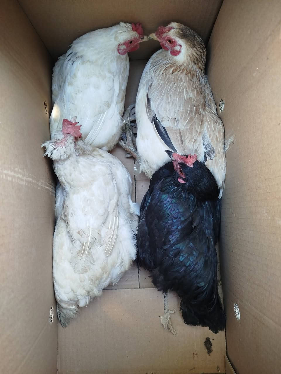 بسم •اللّـہ̣̥ ماشاء •اللّـہ̣̥
متاح دجاج عرب الوان حلوة بياض ونصاح ...
العدد 8 مع ديج خشن نقشة حلوة العدد الكلي / 9
السعر 125 وبي مجال بصيط ...مكاني بروانة ...
/***********/...
