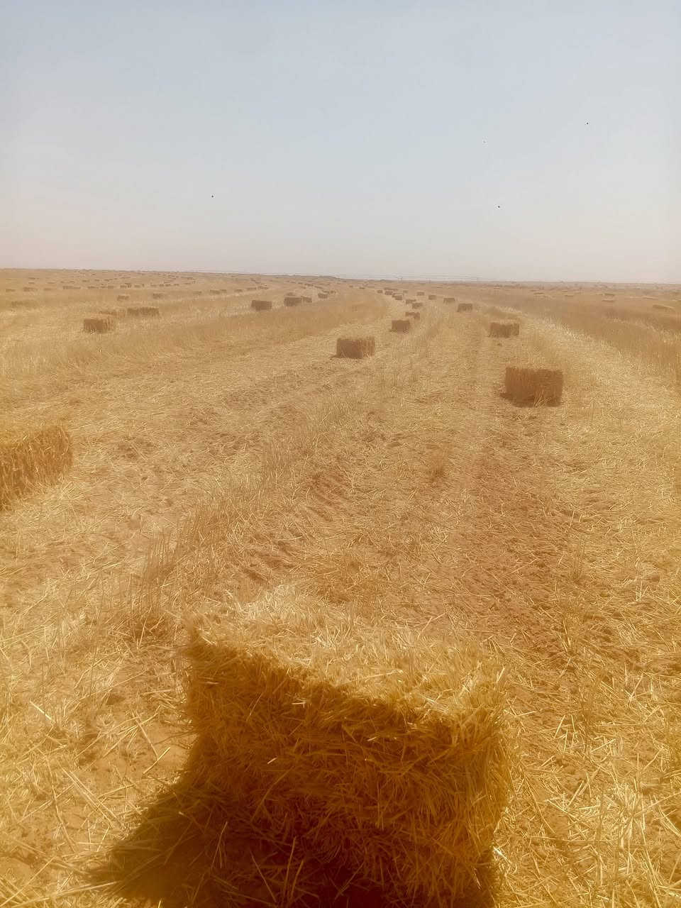 سلام عليكم
تبن كبسات سويتر.نضيف للبيع.
المكان.كربلاء .عين تمر..للتواصل.***********
