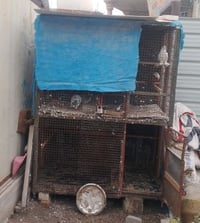 قفص • ارتفاع مترين • حديد