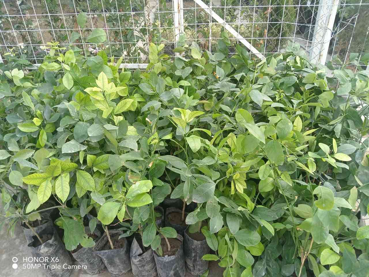 شتلات برتقال🍊 وليمون 🍋 و نارنج🍊ولالنكي. سعر ١٢٥٠ دينار


**إذا كنت صاحب هذا الإعلان وتريد حذفه لأي سبب، رجاءا أرسل رسالة إلى الدعم الفني**