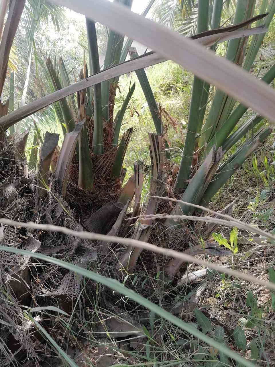 برحي ابو الخصيب حر للبيع السعر 150 ***********
