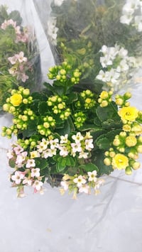 نباتات داخلية • نباتات خارجية • توصيل كركوك