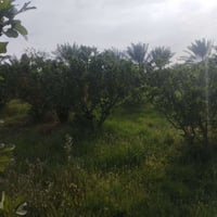 ناحية العباسية النجف • دونم ونص • نخيل وتين