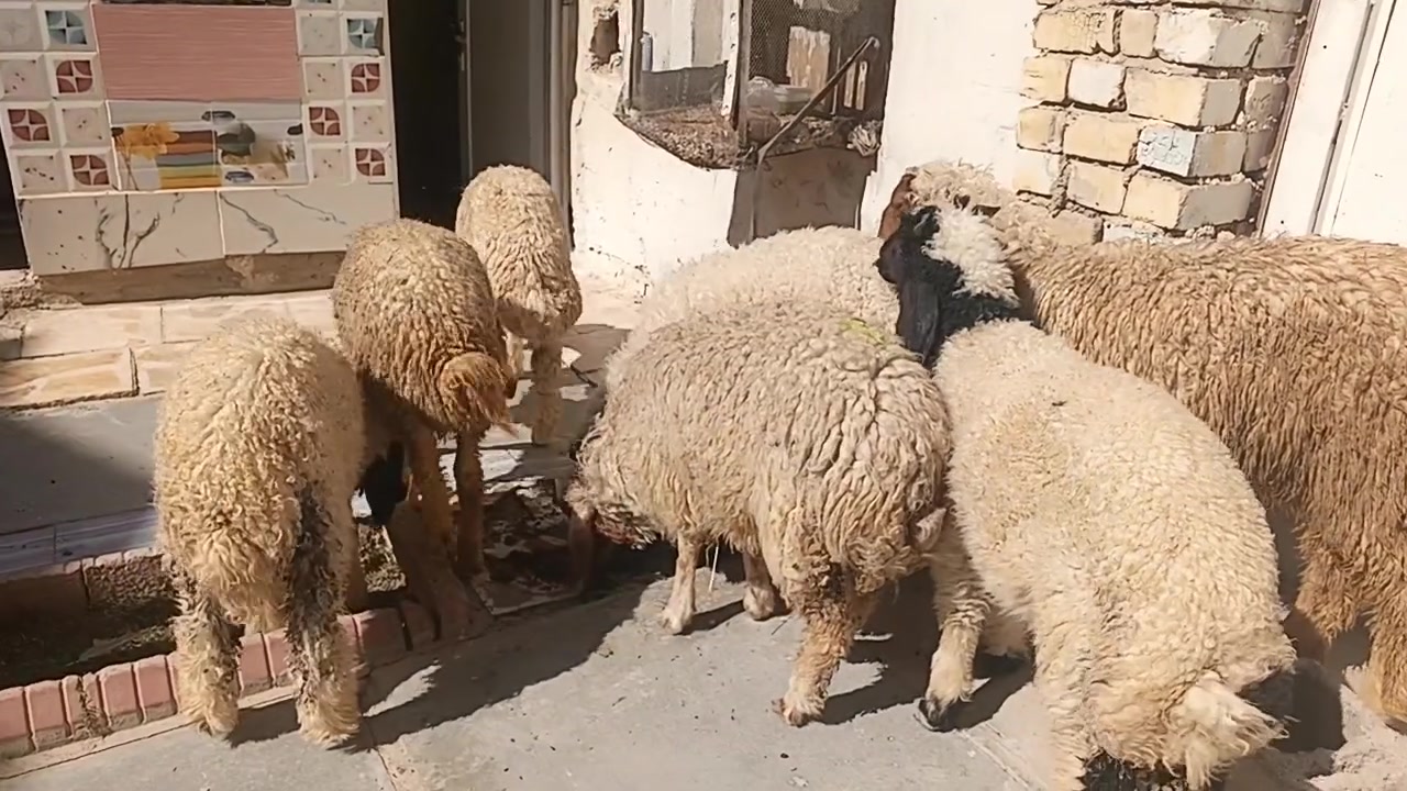 سلام عليكم طليان للبيع شلع او مفرد شراي يتصل ***********خاص واتساب توصيل موجود مكاني حي البتول
